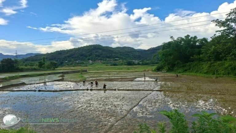 छुपुमा छुपु हिलोमा धान रोपेर गोडौंला…
